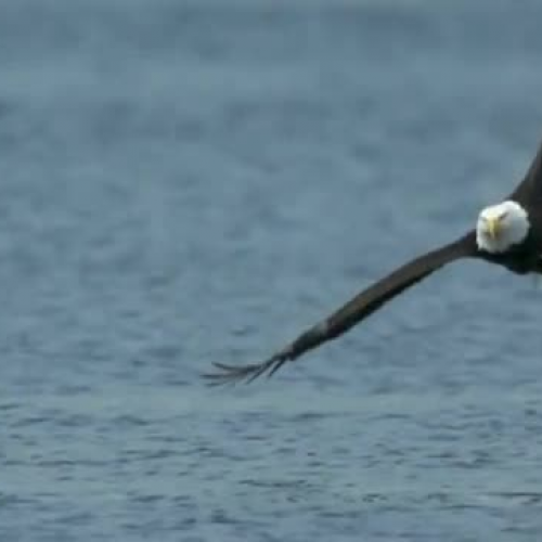 Bald Eagles