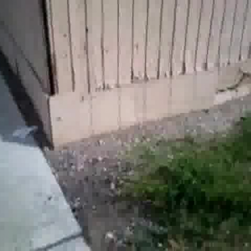 Field Site Report #2