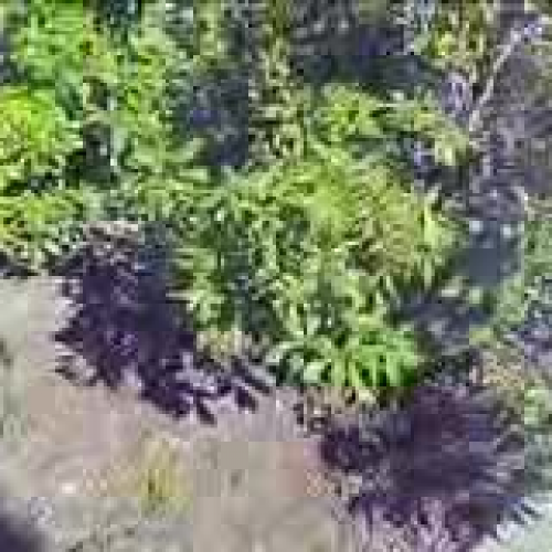 BHMCS Courtyard site