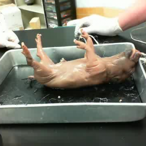 Tying a Fetal Pig
