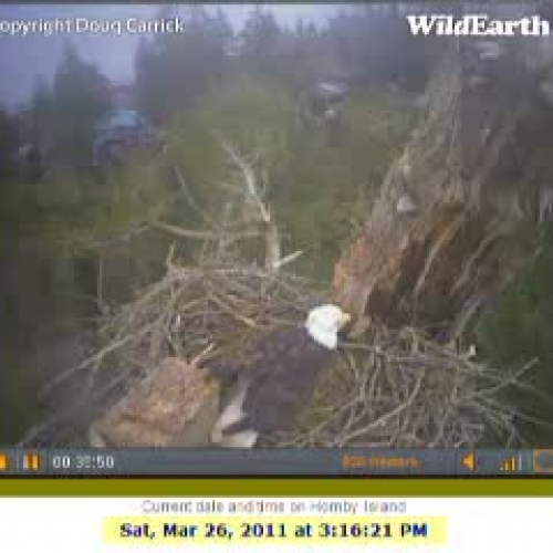 Hornby Island Eagle lays 2nd egg