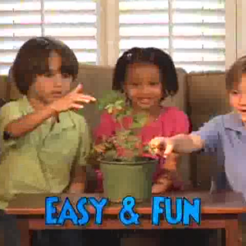 How To Grow A TickleMe Plant