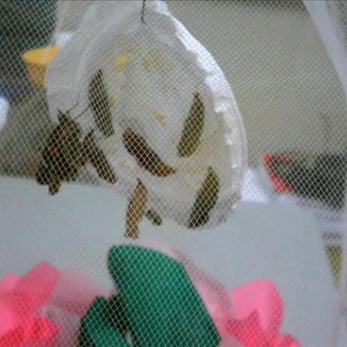 Lake View Butterflies