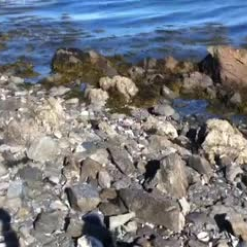 Griffin on Rose Island