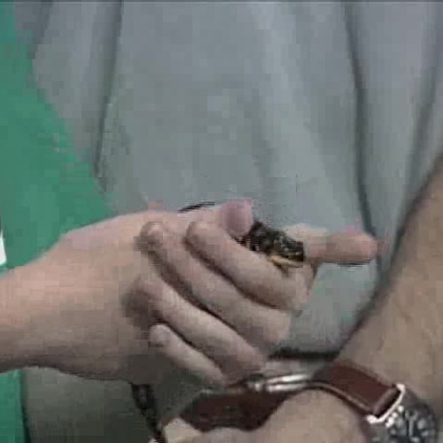 Purdue zipTrips: It's a Gene Thing!