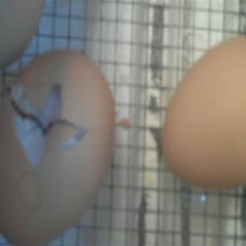 Chick Hatching