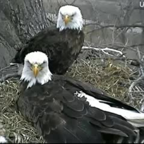 2nd Eaglet Hatching