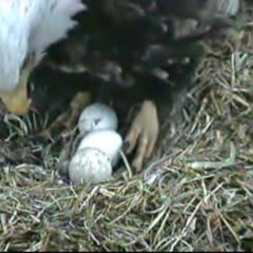 Decorah Eagles First Egg Pip/Hatch