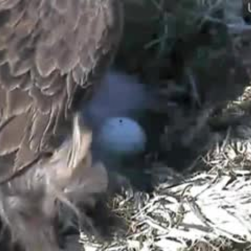 Decorah Eagles 4-6-11 Third Egg Hatch