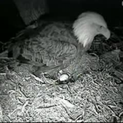 Third Egg Laid 3/2/11