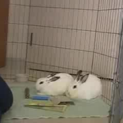 rabbits2