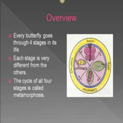 Butterfly Life Cycle
