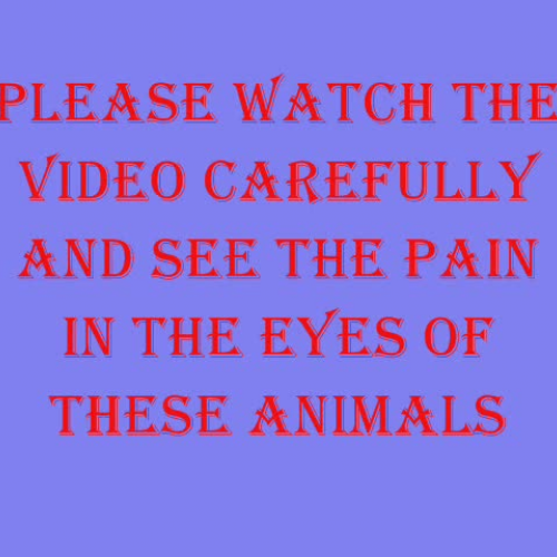 pet industry proyect p7