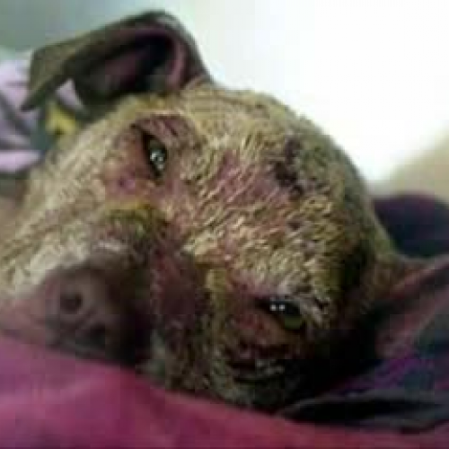 brian, emy y yeni project