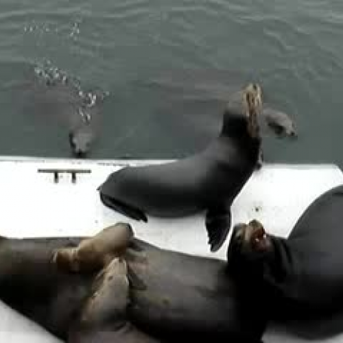 Sea Lions