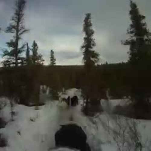 Dog Sledding