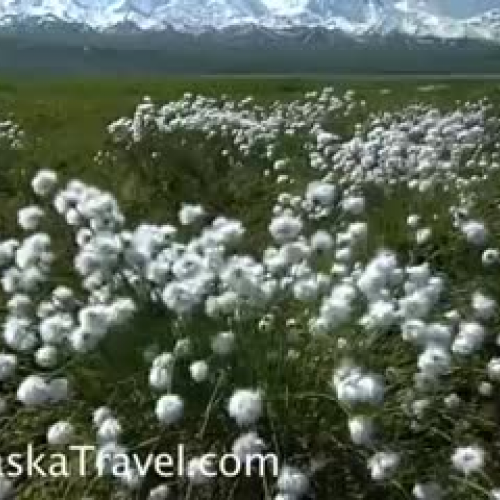 Introduction to Denali National Park