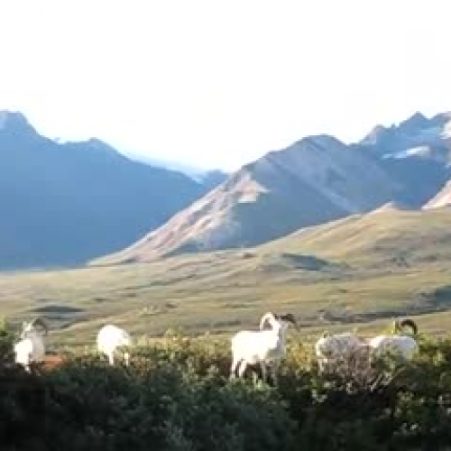 Denali National Park