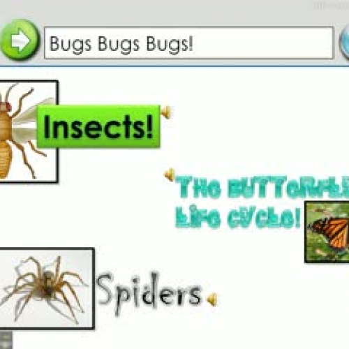 Bugs Bugs Bugs: Insects