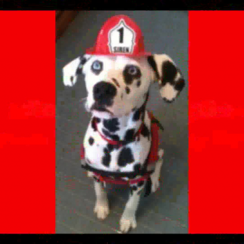 Siren the Fire Safety Dog Fire Safety Tip Mtg