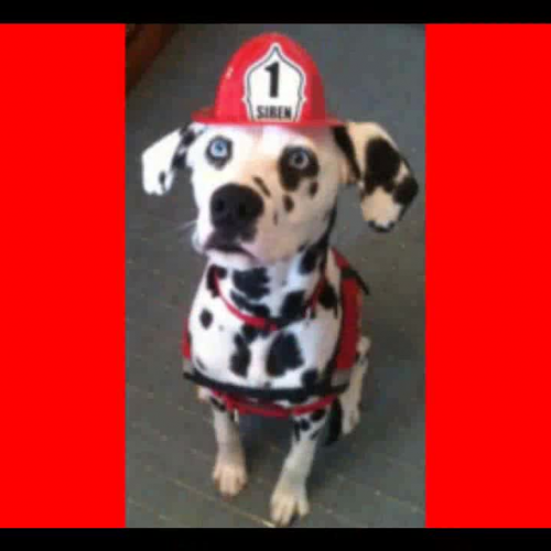 Siren the Fire Safety Dog Fire Safety Tip Mtg
