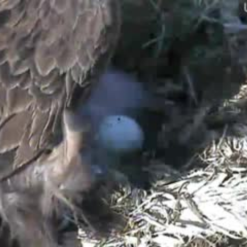 Decorah Eagles 4-6-11 Third Egg Hatch