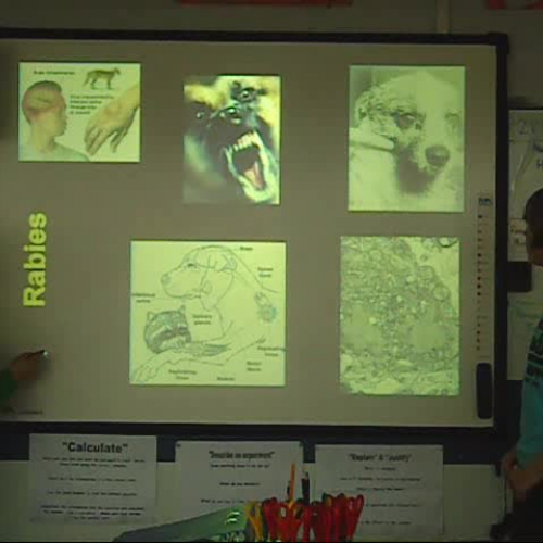 S1 microbe presentation