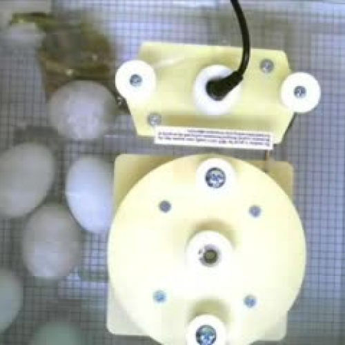 Our Duck Hatchlings!