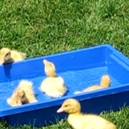 5 ducks go for a swim