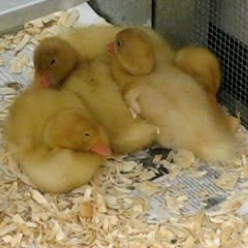 sleepy ducks