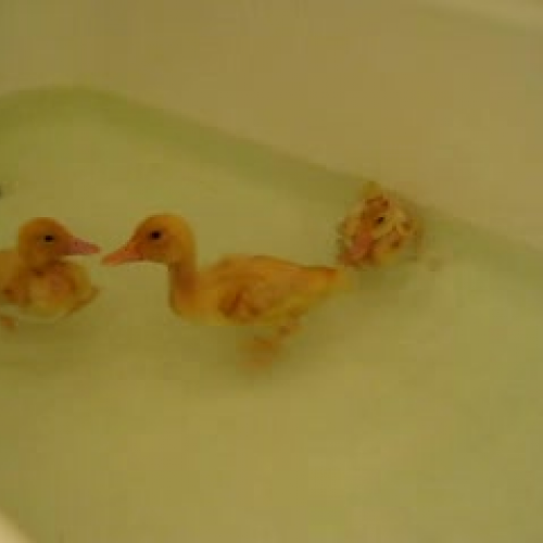 swimming in the tub