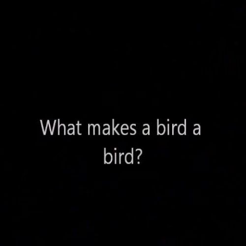 Birds