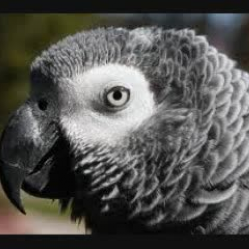 African Grey Parrot Facts