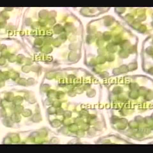 Edit 202 Sample Video