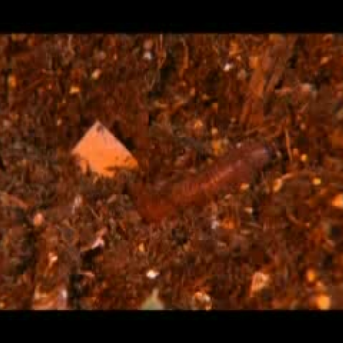 Barb Yost - Wiggling Worms