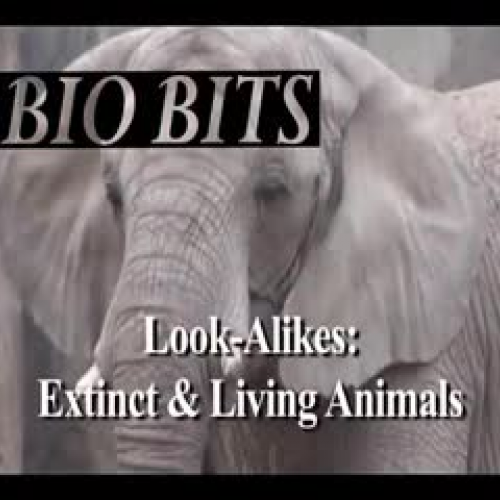 Lookalikes: Extinct and Living Animals