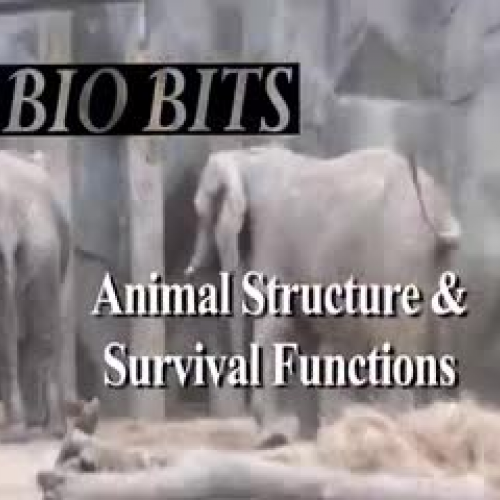 Animal Structure and Survival Functions