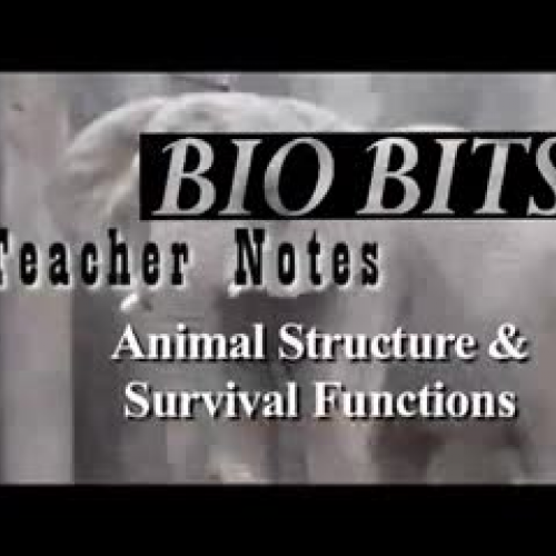 Animal Structure and Survival Functions – TEA