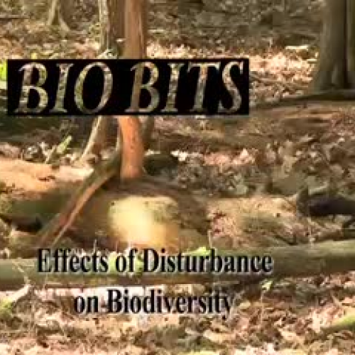 Effects of Disturbance on Biodiversity