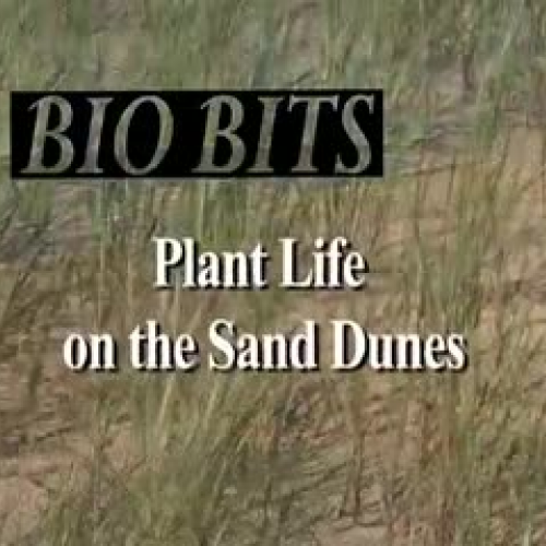 Plant Life on the Sand Dunes