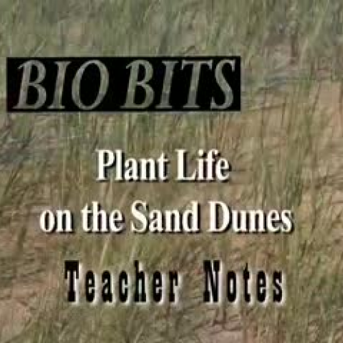 Plant Life on the Sand Dunes – TEACHER NOTES