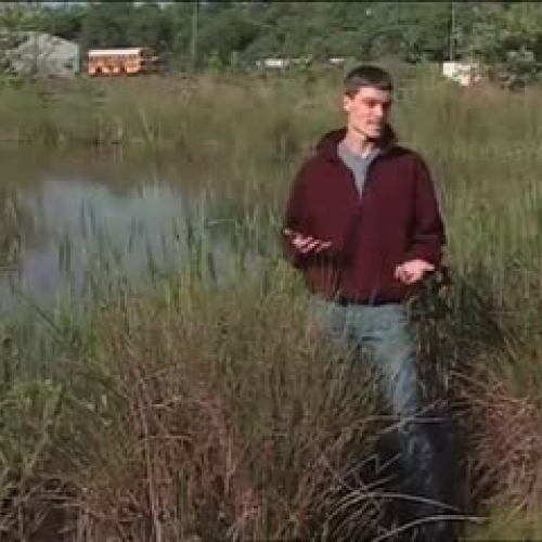 Wetland Shape and Climate