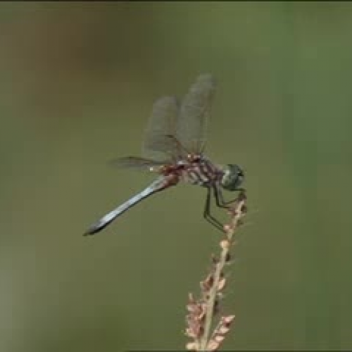 Wetland Insects