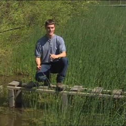 Plant Communities in Wetlands