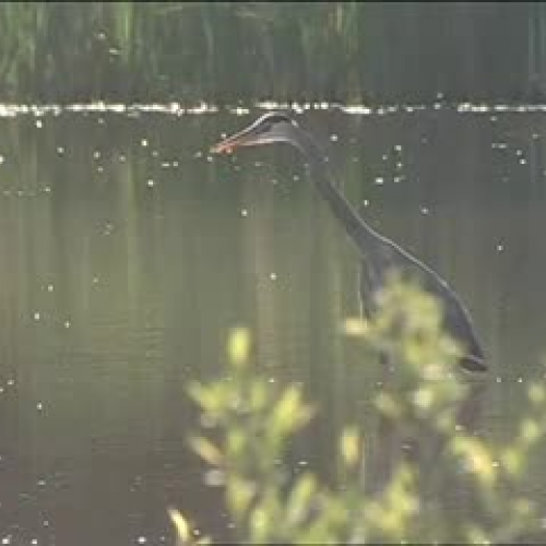 Functions of Wetlands