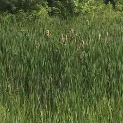 Food Chain and Food Web of Wetlands