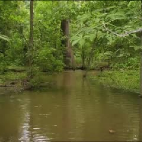 Biochemistry of Wetlands