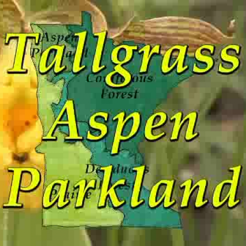 Aspen Parkland