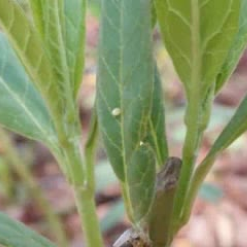 EDIT 202 H2 stiles-media