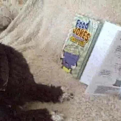 Brody and Jake Tell Jokes